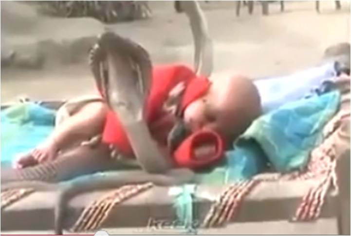 Cuatro peligrosas cobras cuidan a un bebé en la India