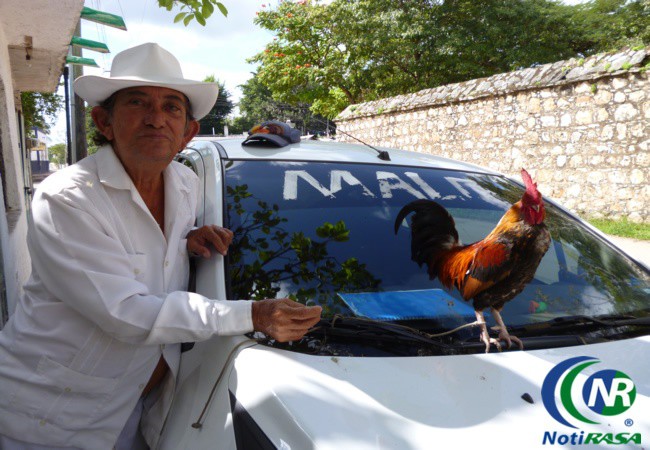 Vallisoletano sale a todas partes con un gallo en auto.