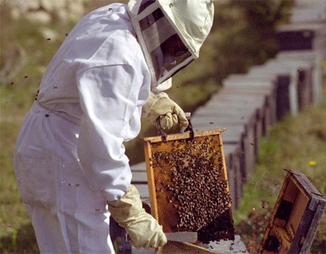 Baja la producción de miel en el 2013 en Yucatán
