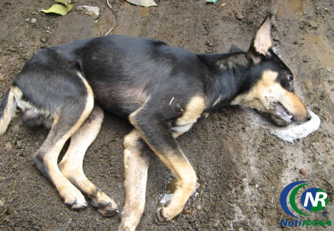 Jurisdicción Sanitaria de Valladolid reprueba envenenamiento de perros callejeros.