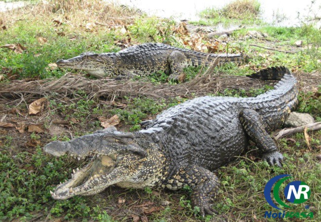 Zoológico de Tizimín dona 10 cocodrilos a la granja ltzam Kanac.