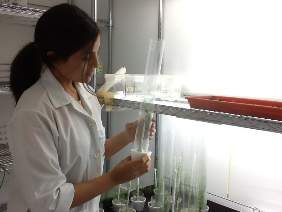 Científica del CICY investiga el efecto de las proteínas en el aspecto de las plantas