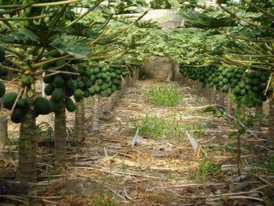 En 30 años los cultivos de papayas disminuyeron de 1,200 a 250 hectáreas