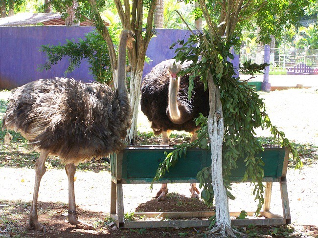 Dos leoncillas y un avestruz, nuevos inquilinos en el Zoológico de Tizimín.