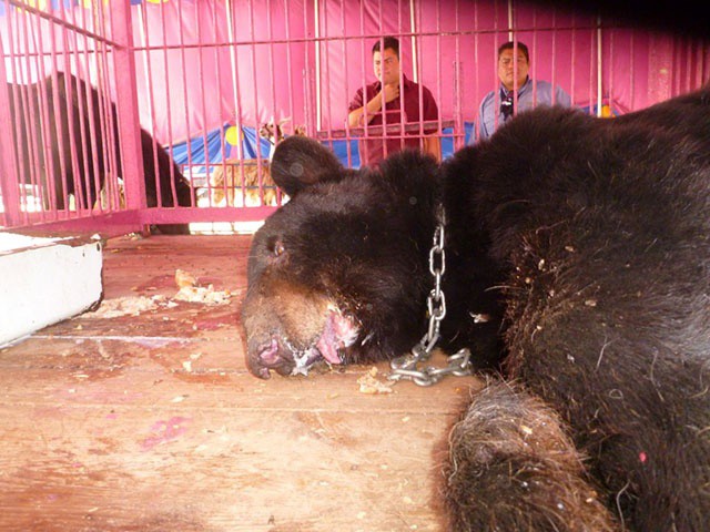 Aseguran seis animales en un circo de Dzidzantún