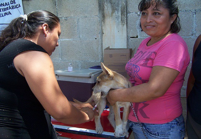 Al iniciar Campaña de Vacunación Antirrábica un perro muerde a una mujer embarazada, en Tizimín.