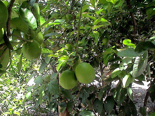 Continúa el robo de limones en Oxkutzcab