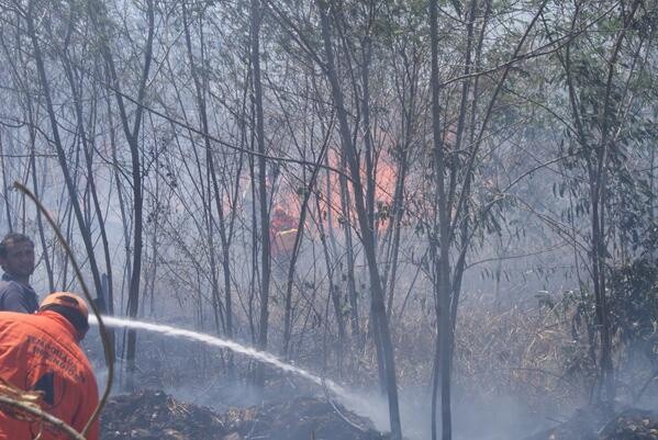En lo que va del año 200 incendios forestales han consumido 500 hectáreas