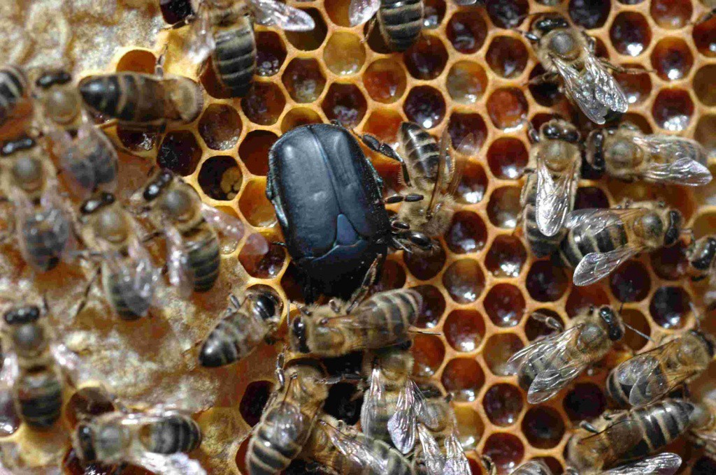 El escarabajo no es un problema para los apicultores