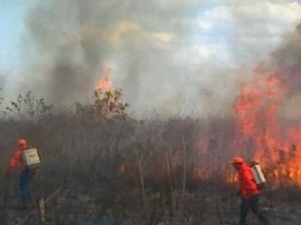 1,258 hectáreas afectadas por el fuego este 2014