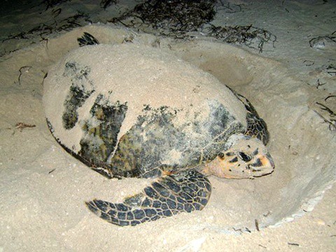 Arena yucateca sin condiciones para desove de tortugas marinas