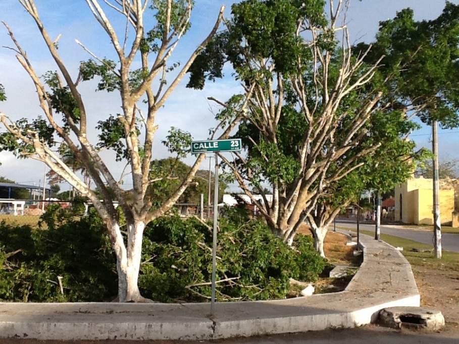 Están dejando sin árboles al parque de Panabá