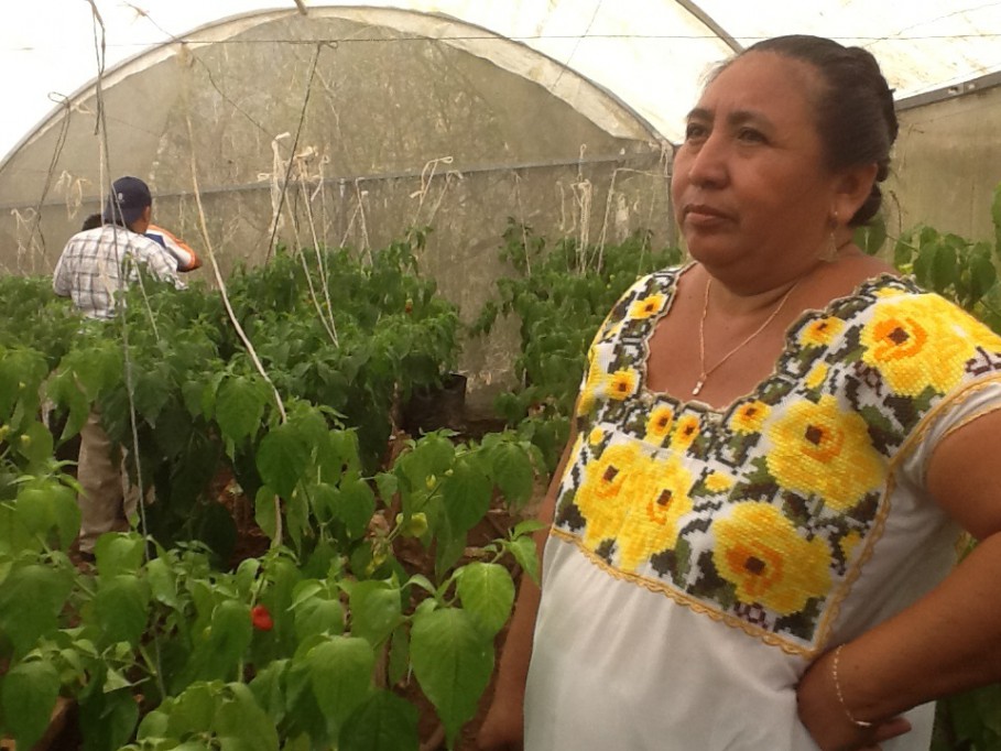 La falta de un terreno amenaza la ampliación de un negocio de mujeres de Cuzamá