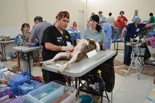 En mayo será la II campaña municipal de esterilización de perros y gatos