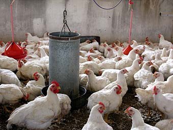 El calor afecta también a la industria avícola yucateca