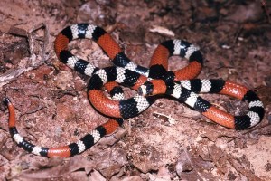 La Secretaría de Salud atiende al año unas 75 mordeduras de serpiente