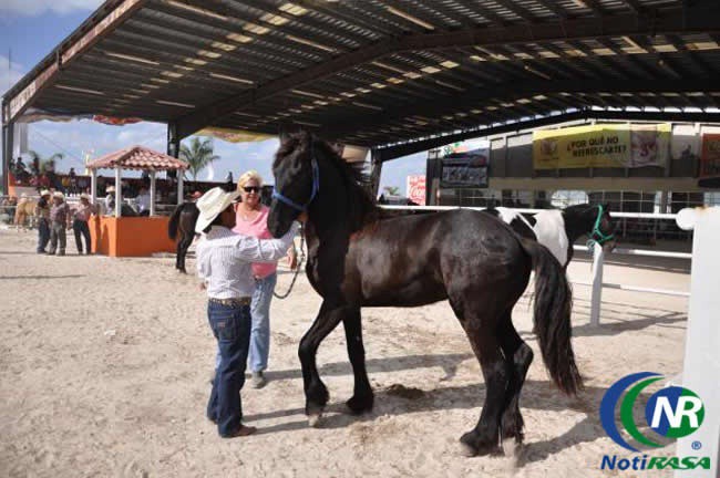 Realizarán la 2ª edición de la feria del caballo en Tizimín