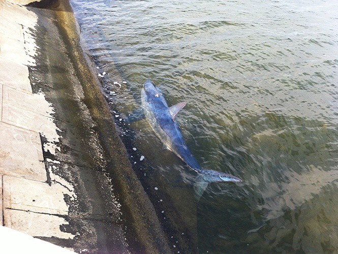 Aparece tiburón azul en Campeche