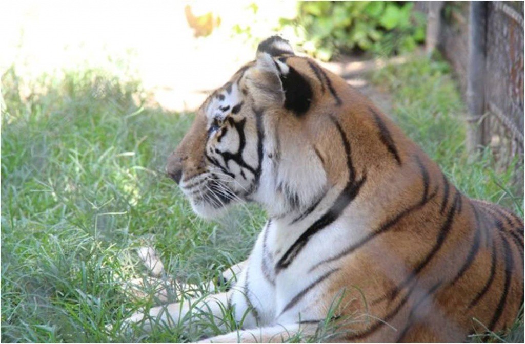 Mérida busca ampliar con intercambios la variedad de la fauna de sus zoológicos