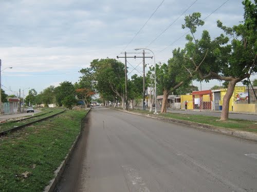 Retira la comuna árboles que por error sembró en una zona federal