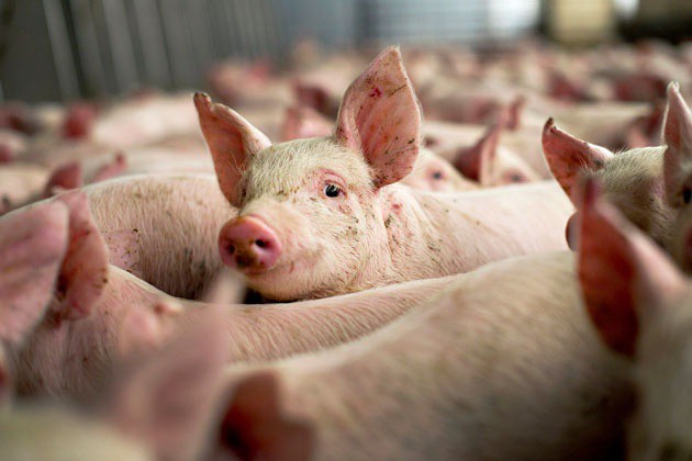 Aumentó 20% la producción de cerdo en Yucatán