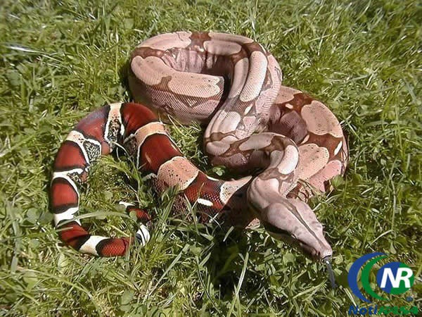 Liberarán una boa en montes de El Cuyo