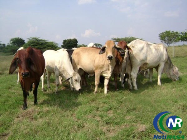 La ganadería puede mejorar, asegura productor tizimileño 