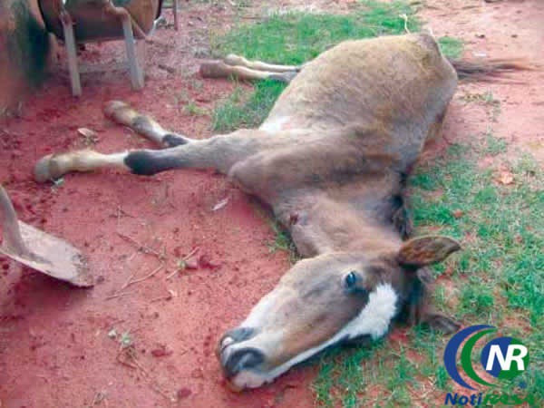Alerta a productores equinos por anemia infecciosa