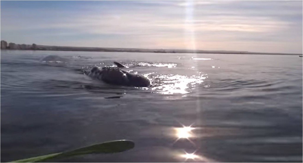 Video viral: una ballena levanta un kayak