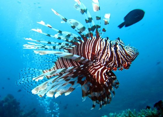 Especies marinas amenazan ecosistemas locales
