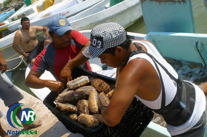 Solicita etiquetar recursos para establecer oficinas de pesca y acuacultura en los puertos de Yucatán y Quintana Roo