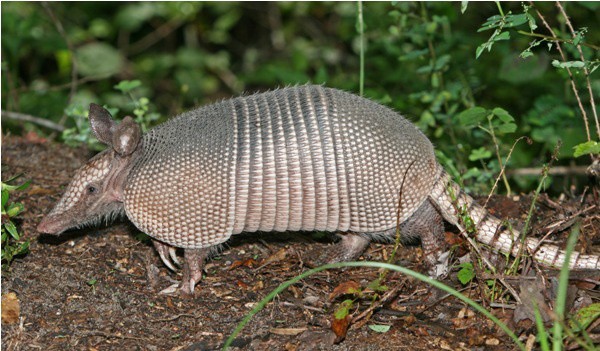 El armadillo no es transmisor de la lepra