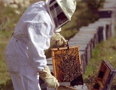  Baja captación de miel en Yucatán en este 2014