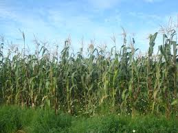 Peto: Las lluvias inundaron la comisaría de Uitziná, en Peto y afectaron el 60% de las cosechas de maíz
