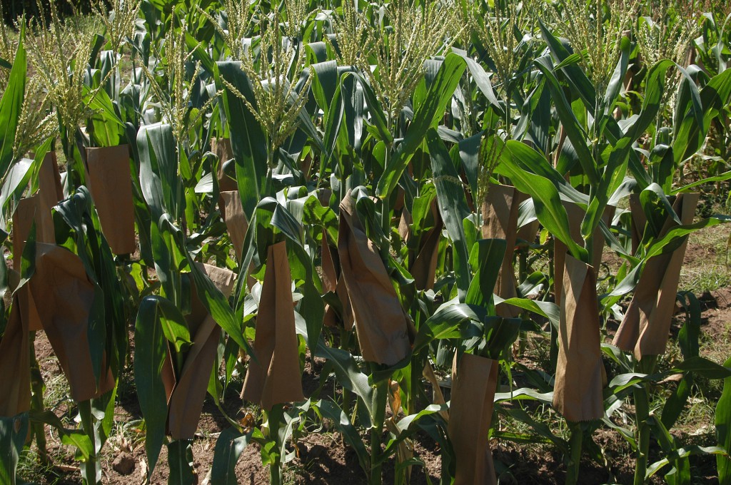 Tzucacab: Aproximadamente 200 hectáreas de maíz afectaron las lluvias en Tzucacab