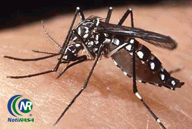 Ceden en un 50% los casos de dengue