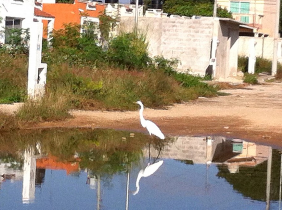 Hasta garzas hay en un bache que ya se convirtió en laguna