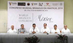 Realizarán el VII Congreso Mundial de Ganado Brangus en Xmatkuil