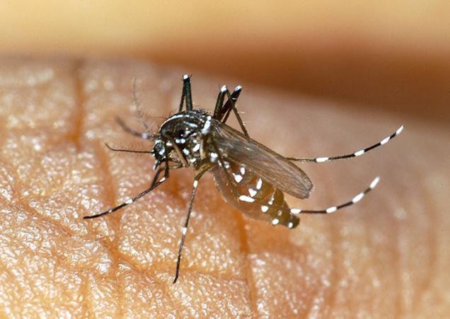Virus del Chikungunya podría llegar a Yucatán en pocos meses 