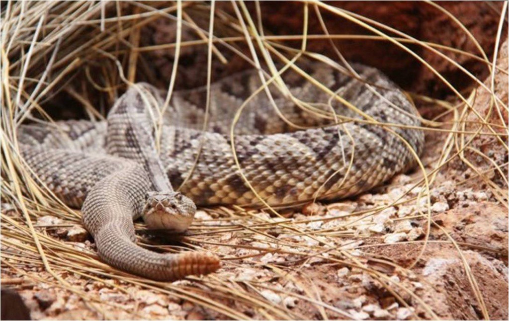 La fauna de los Zoológicos municipales recibe atención especial en temporada de frío