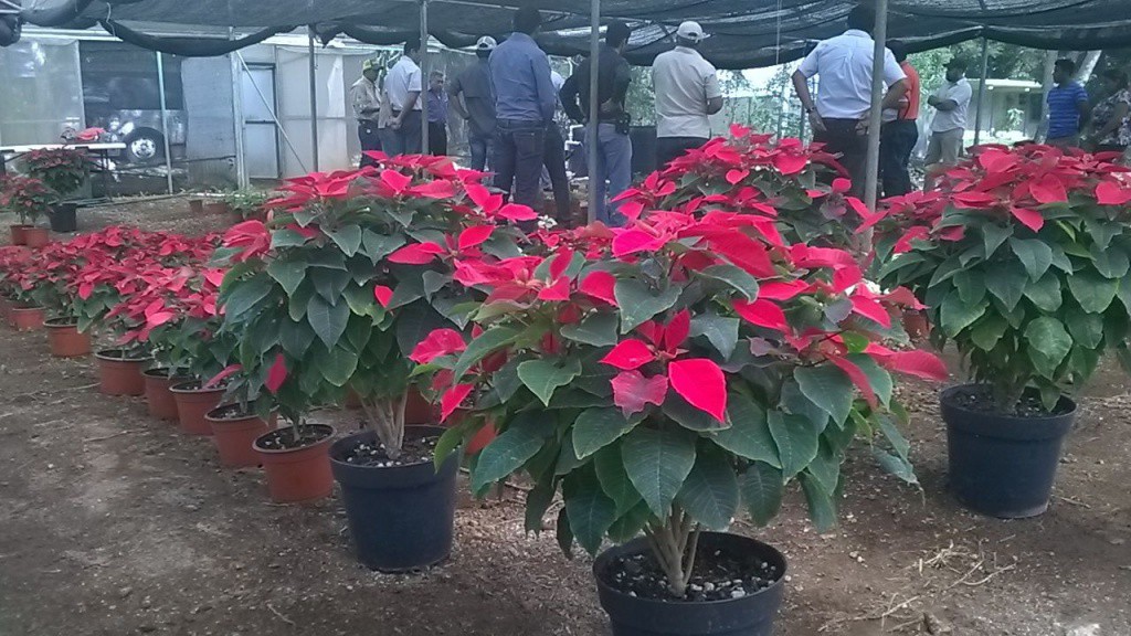 Alumnos del ITA de Conkal desarrollan una flor denominada Nochebuena Yucateca