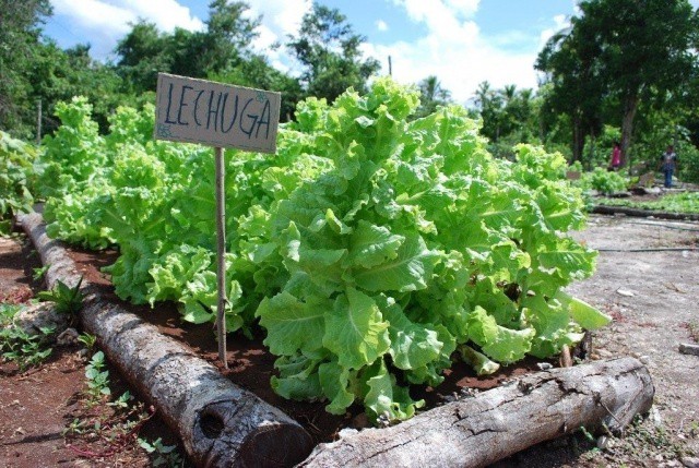 2014 fue un mal año para la horticultura en Yucatán