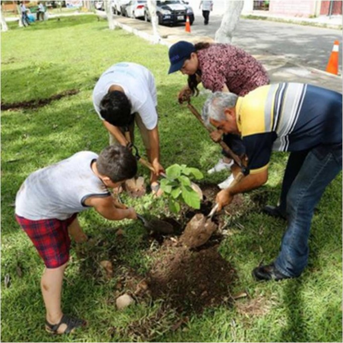25 arboles ha plantado el Ayuntamiento de Mérida