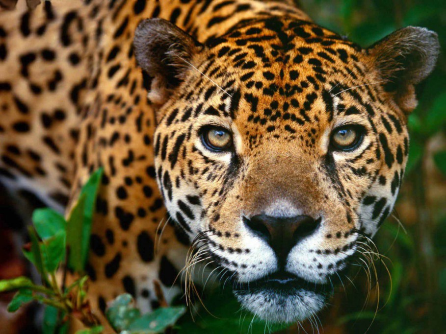 Crean conciencia en los niños sobre la conservación del Jaguar y su hábitat