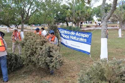 Más de 4 mil arbolitos navideños recolectó el Ayuntamiento de Mérida