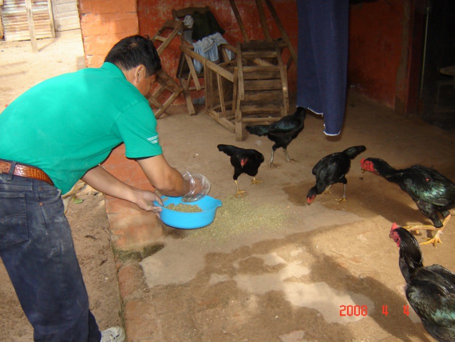 Dio inicio el programa “aves de traspatio” en la comisarias de Mérida