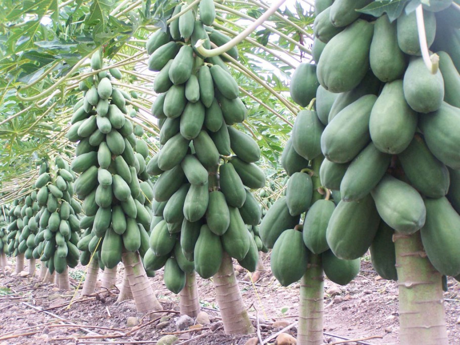 Baja el precio de la papaya ante la falta de exportación