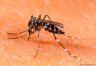 De septiembre a noviembre se reproducen más los moscos del dengue.