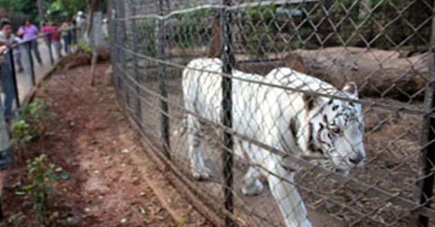 Sugieren intercambiar animales de los zoológicos de Mérida