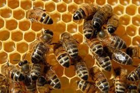 En el estado se producen cerca de 10 mil toneladas anuales de miel